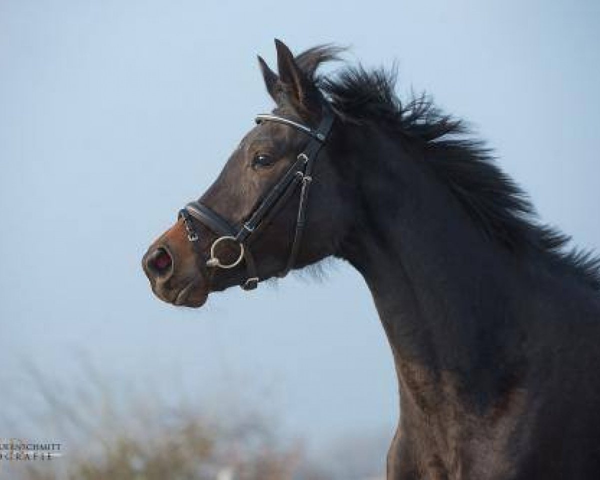 Dressurpferd Giuliana O (Trakehner, 2010, von Singolo)