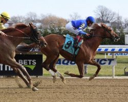 horse Kentucky Wildcat xx (Thoroughbred, 2016, from Tapit xx)