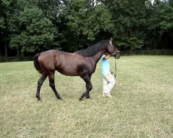 Pferd Sahara Heat xx (Englisches Vollblut, 2004, von A. P. Indy xx)