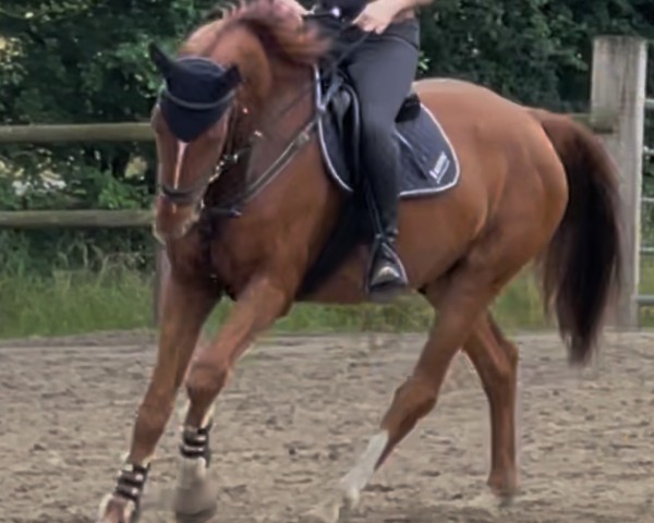 jumper Green wich (German Sport Horse, 2019)
