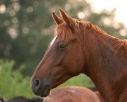 horse Ragnit 4 (Trakehner, 2003, from Guy Laroche)