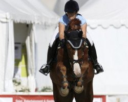 Springpferd Pilodino (Polnisches Warmblut, 2006, von Pluspunkt)