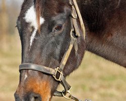 broodmare Desert Stormer xx (Thoroughbred, 1990, from Storm Cat xx)