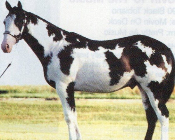 horse Mr Black Ice (Paint Horse, 1996, from Blue Max)