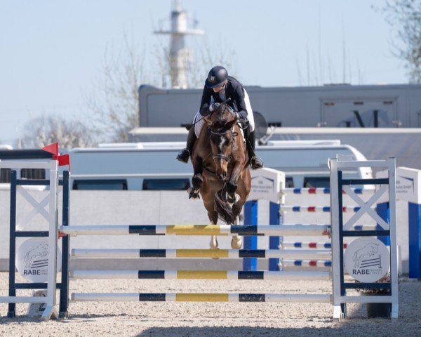 jumper Quincy 264 (German Sport Horse, 2020, from Quint)