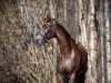 Pferd Rock Romantic (Oldenburger, 2012, von Rockefeller)