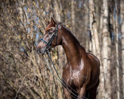 Pferd Rock Romantic (Oldenburger, 2012, von Rockefeller)