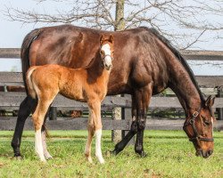 horse Hengst von Tapit xx (Thoroughbred, 2019, from Tapit xx)