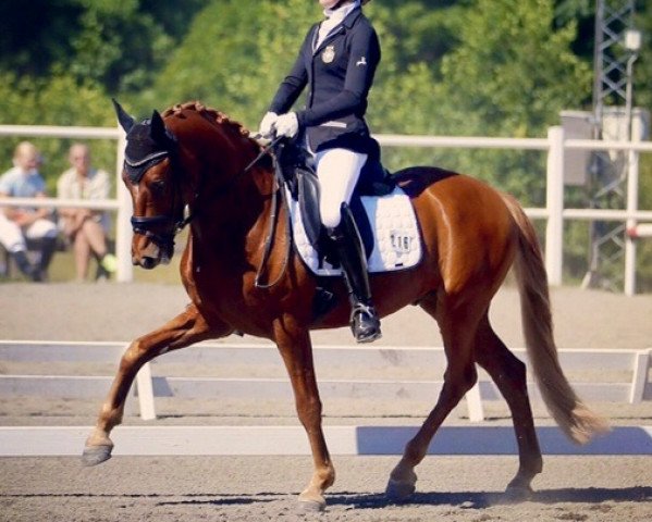dressage horse Drink Pink (German Riding Pony, 2008, from FS Don't Worry)
