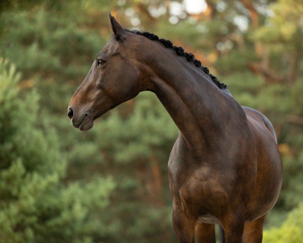 dressage horse Bela P (KWPN (Royal Dutch Sporthorse), 2006, from Kreator xx)