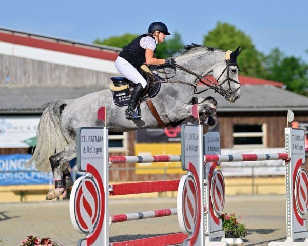 jumper Dewall S (Hanoverian, 2015, from Diacontinus)