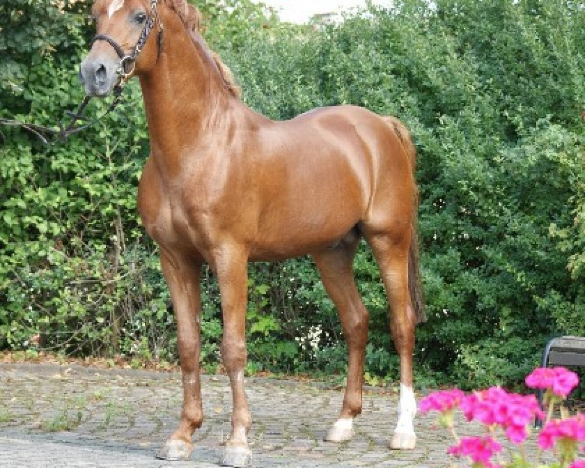 Deckhengst Molenhorn's Pasja (Nederlands Welsh Ridepony, 1992, von Anjershof Rocky)