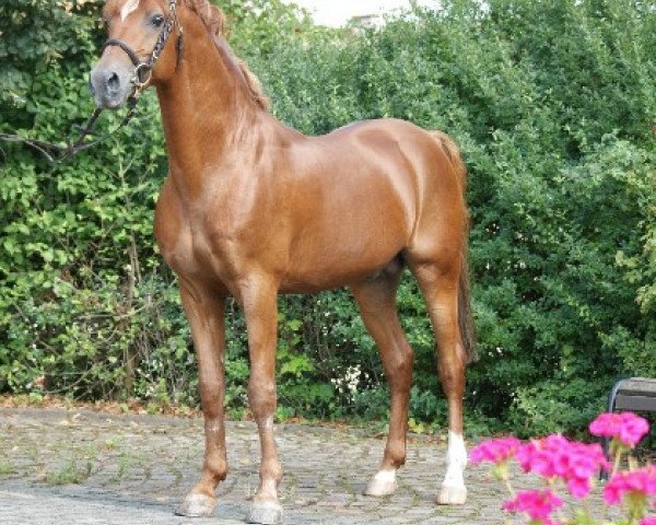 stallion Molenhorn's Pasja (Nederlands Welsh Ridepony, 1992, from Anjershof Rocky)