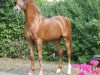 stallion Molenhorn's Pasja (Nederlands Welsh Ridepony, 1992, from Anjershof Rocky)