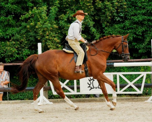 broodmare Rosenstolz (Trakehner, 1997, from Handryk)