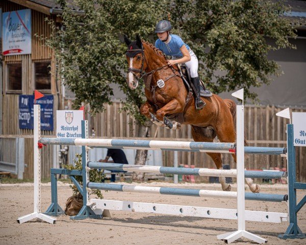 jumper Damiro 51 (Westphalian, 2020, from Doree van de Moskifarm)
