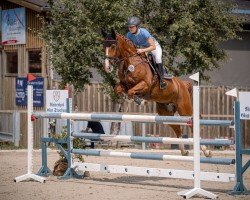Springpferd Damiro 51 (Westfale, 2020, von Doree van de Moskifarm)