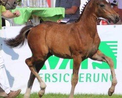 dressage horse Steverheides Nijinsky (German Riding Pony, 2015, from Fs Numero Uno)
