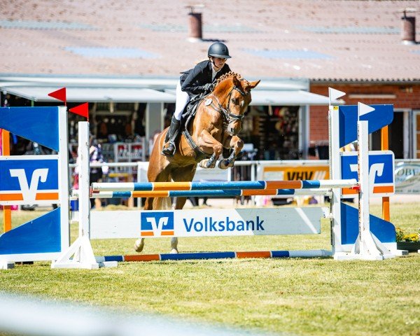 broodmare Flying Diamond (German Riding Pony, 2021, from Karat)
