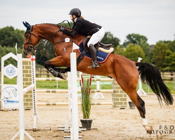 jumper Chakiro de Coeur (German Sport Horse, 2019, from Ab 19 Chepetto)