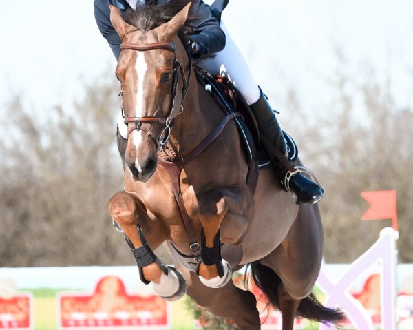 broodmare Granie Mouche (Selle Français, 2016, from Vivaldi du Seigneur)