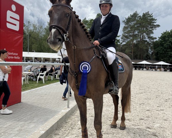 jumper Aureum Campum (Oldenburg show jumper, 2020, from Askari)