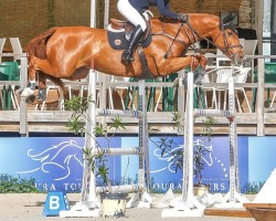 stallion Kalan (KWPN (Royal Dutch Sporthorse), 2015, from Douglas)
