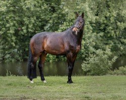 Dressurpferd Ferdinand B 4 (Westfale, 2017, von Franziskus FRH)