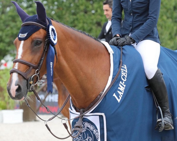 Springpferd Rumba de Sainval (Selle Français, 2005, von Caridor)
