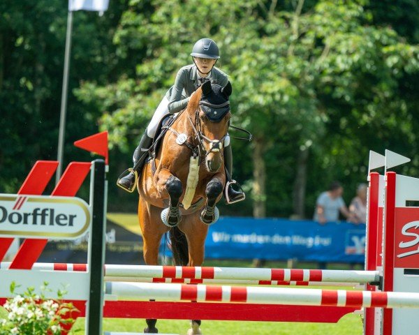 Springpferd Chorimo (Holsteiner, 2019, von Chopin VA)