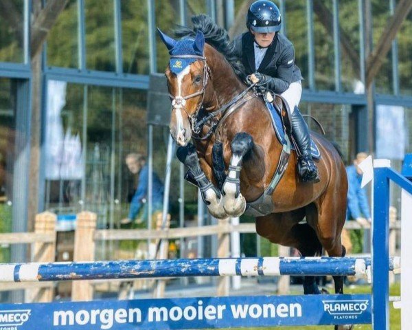 jumper ST Dicaprio 214 FIN (Finnish Warmblood, 2016, from Diamant de Plaisir 178 FIN)
