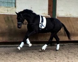 dressage horse Apache's Little Luck (Oldenburg, 2019, from Apache)