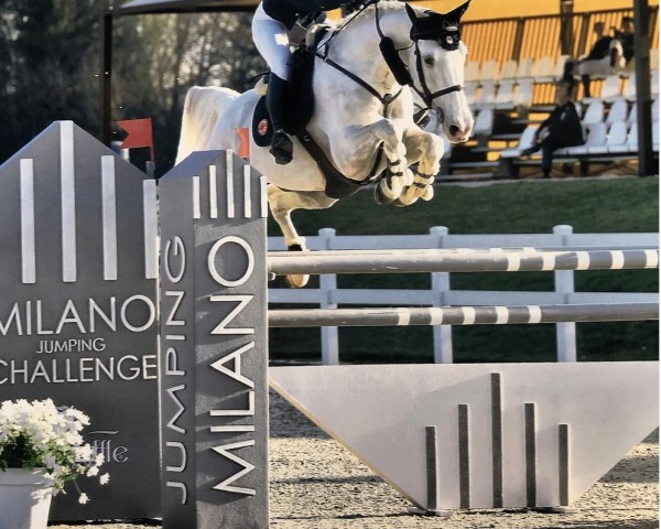 jumper Casillias N89 Z (Zangersheide riding horse, 2008, from Cavaggio)