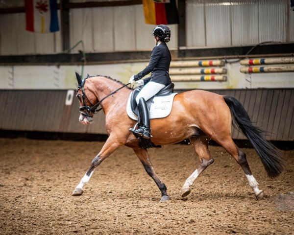 dressage horse Movie King (German Riding Pony, 2017, from Movie Star)