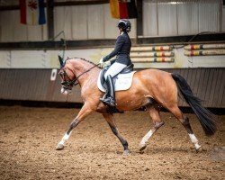 dressage horse Movie King (German Riding Pony, 2017, from Movie Star)