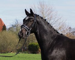 Springpferd Cormilly du Rouet (Oldenburger, 2019, von Cornet de Semilly)