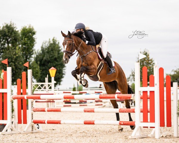jumper Charisma 293 (Hanoverian, 2017, from Coupe Gold)