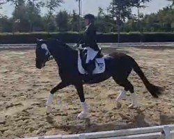 dressage horse Fantastic for Dance (KWPN (Royal Dutch Sporthorse), 2020, from For Romance II)