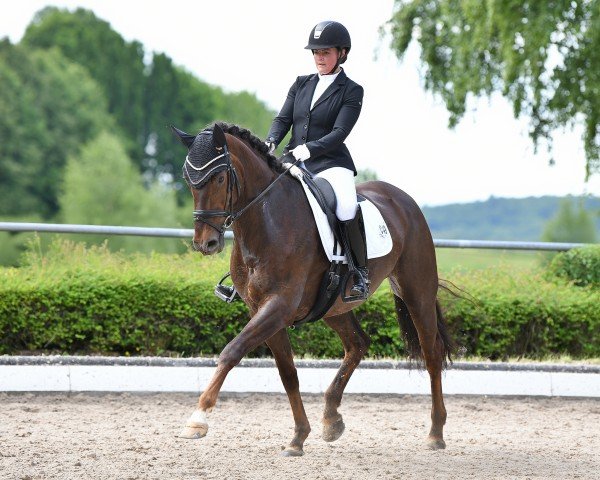 dressage horse Flora B 4 (Hanoverian, 2019, from Floris Prince)