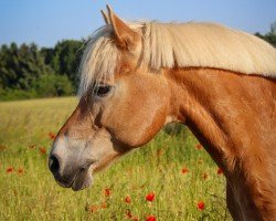 dressage horse Sky 234 (Haflinger, 2009, from Standing Ovation)