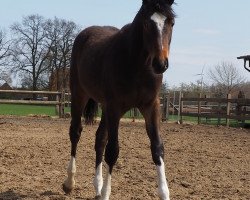 jumper Cafe's Balou (Oldenburg show jumper, 2020, from Cafe au lait 2)