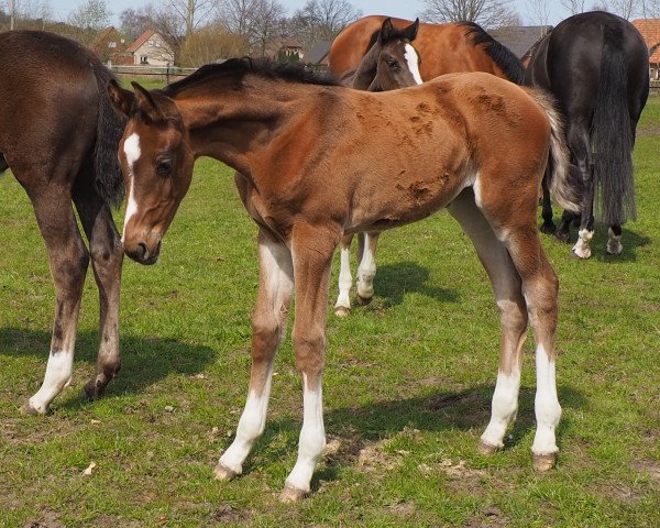 Springpferd Cafe's Coralina (Oldenburger Springpferd, 2021, von Cafe Au Lait)