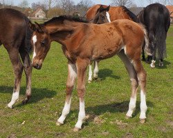 jumper Cafe's Coralina (Oldenburg show jumper, 2021, from Cafe au lait 2)