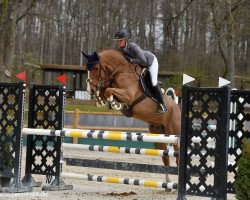 jumper Barnaby 35 (Oldenburg show jumper, 2015, from Balou du Rouet)