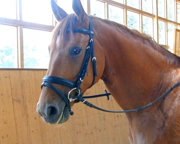 horse Fabalou 5 (Hanoverian, 1998, from Frappant)