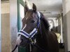 dressage horse Monolo (German Riding Pony, 2008, from Bünteeichen-Millennio)