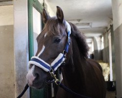 dressage horse Monolo (German Riding Pony, 2008, from Bünteeichen-Millennio)