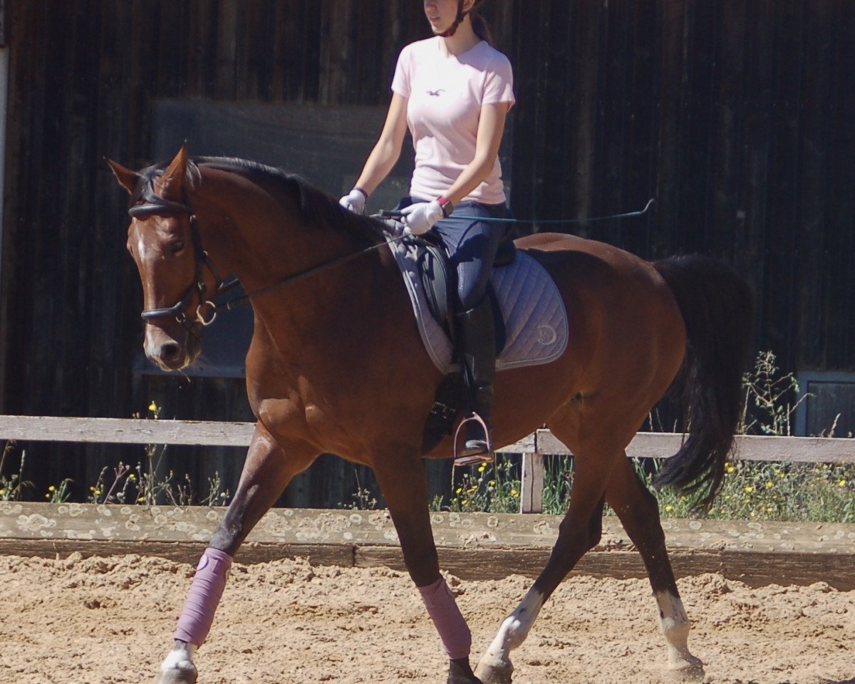 broodmare Compliment's Chicane S (German Sport Horse, 2004, from Compliment)