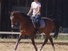 broodmare Compliment's Chicane S (German Sport Horse, 2004, from Compliment)