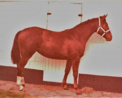 broodmare Troyka van de Locht (Belgian Warmblood,  , from Batifol)